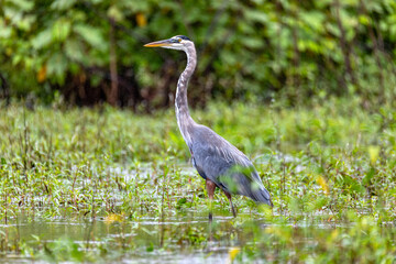 Bird great blue heron (Ardea herodias) wading in water. Refugio de Vida Silvestre Cano Negro, Wildlife and birdwatching in Costa Rica.