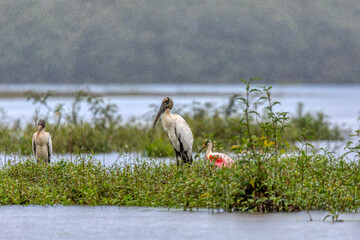 Wood stork (Mycteria americana), large American wading bird in the family Ciconiidae. Refugio de...
