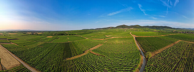 Aerial panoramic view above the beautiful grape vines and vineyards of Alsace France
