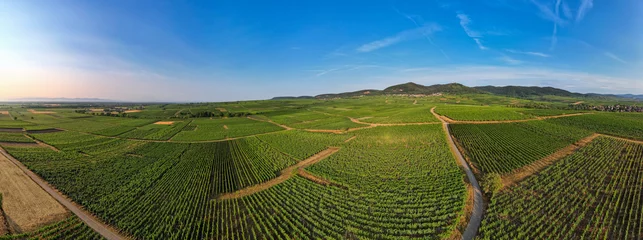 Zelfklevend Fotobehang Aerial panoramic view above the beautiful grape vines and vineyards of Alsace France © Mike Workman