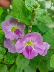 flowers in the garden