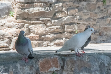 Pigeons Crète