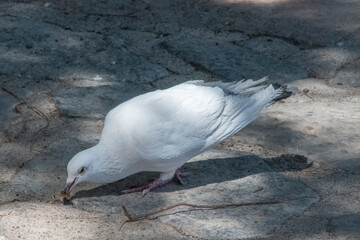 Pigeon blanc crète