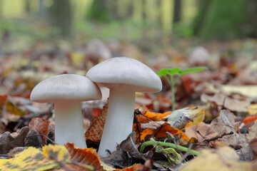 Two young mushrooms grow in the forest. Gray smoky plate mushroom Clitocybe nebularis. Delicious edible mushroom