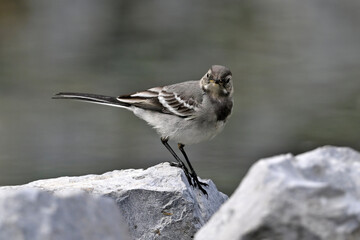 young White wagtail // junge Bachstelze (Motacilla alba) 