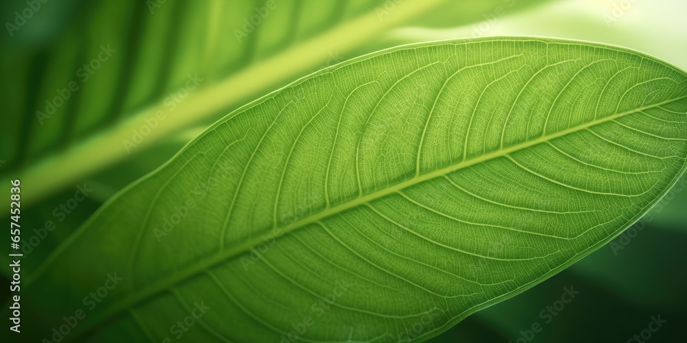 Poster the close-up of leaf texture in green abstract nature background with a soft focus. exuberant image.