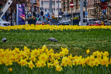 Wiosna w mieście-spring in the city