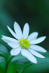 Fototapeta premium アップのヨメナ
