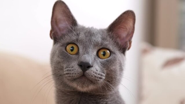 An intimate shot of a grey Blue Russian cat on a beige sofa, looking around with keen enthusiasm. The cat occasionally glances directly at the camera, captivating viewers with its deep gaze