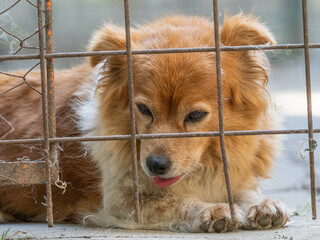 dog in cage