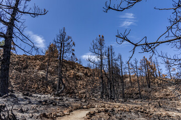 Teide National Park in Spain burnt trees fire in Tenerife © dominikspalek.pl