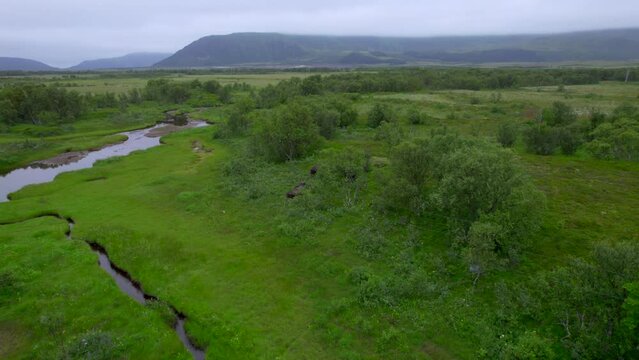 Aerial forwarding shot of three bull moose walking between trees along a river