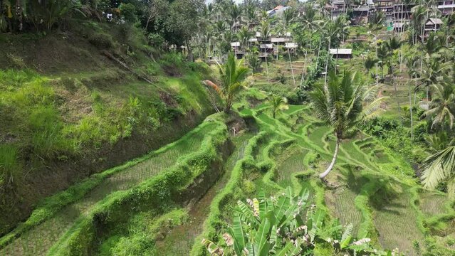 Sunny green flight along beautiful steep rice terrace fields in Bali
