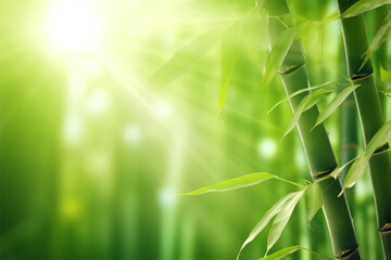 Fototapeta na wymiar Green bamboo trees against blue sunrays