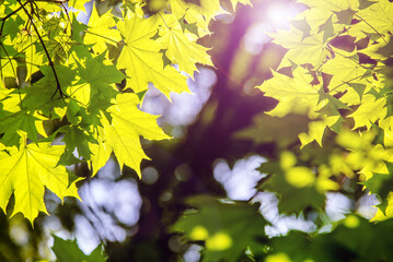 Green nature background with maple leaves

