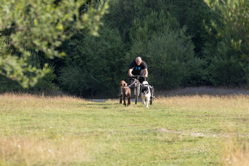 dog team with musher pulling bike