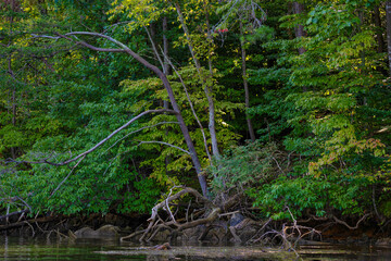 Fototapeta premium Kayaking Holston River at Warrior State Park, Tennessee, USA