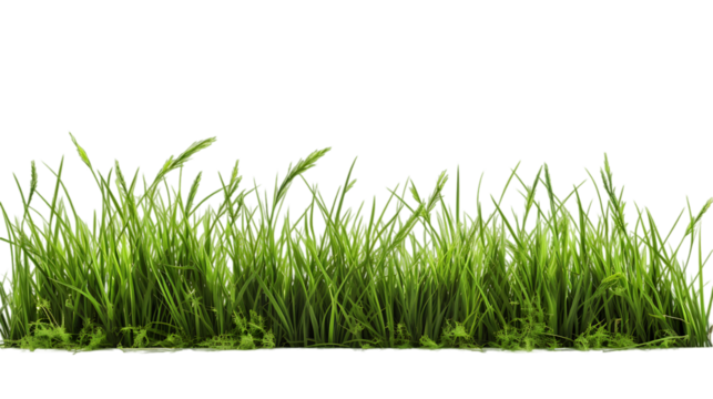 Grass Field Isolated on White Background