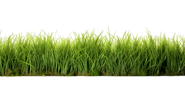 Grass Field Isolated on White Background
