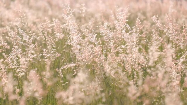 Beautiful flowers field meadow in sunset lights. Slow motion.