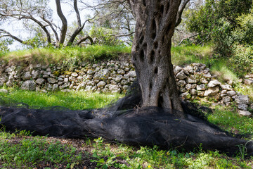 Olivenbäume auf Korfu