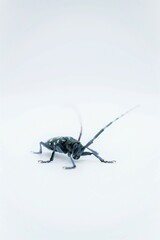 ホワイトバックに屋内で撮影した白い斑点のある黒いゴマダラカミキリ、縦