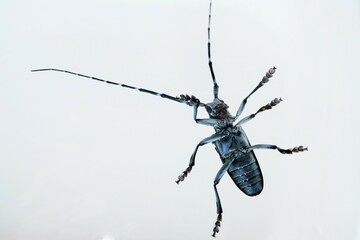 白背景に腹側から見た白黒のゴマダラカミキリの裏側