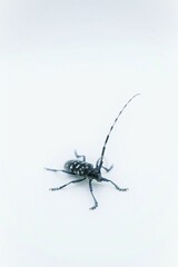 白バックに屋内で撮影した白い斑点のある黒いゴマダラカミキリという虫、縦