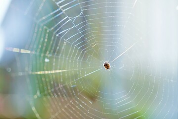 屋外で綺麗に張られた網目模様の蜘蛛の巣の中で獲物を待つ小さな蜘蛛
