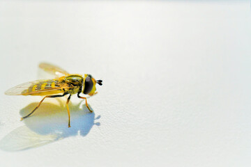 白背景に翅が透ける黄色いヒラタアブ