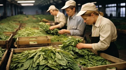 Fotobehang People at Cigar Factory. Sorting, quality control and drying of green tobacco leaves. © PaulShlykov