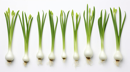 onion isolated on white background