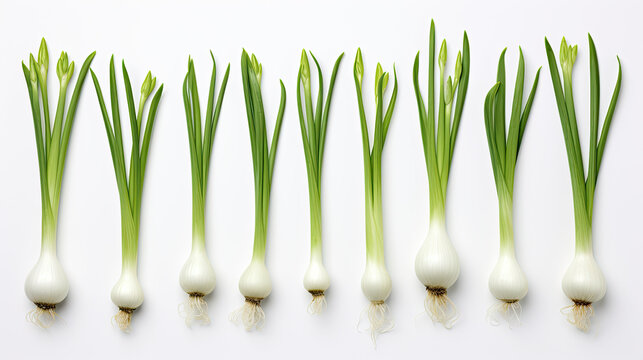 onion isolated on white background