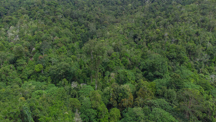 Aerial photo of tropical forest in Aceh Province, Indonesia.	