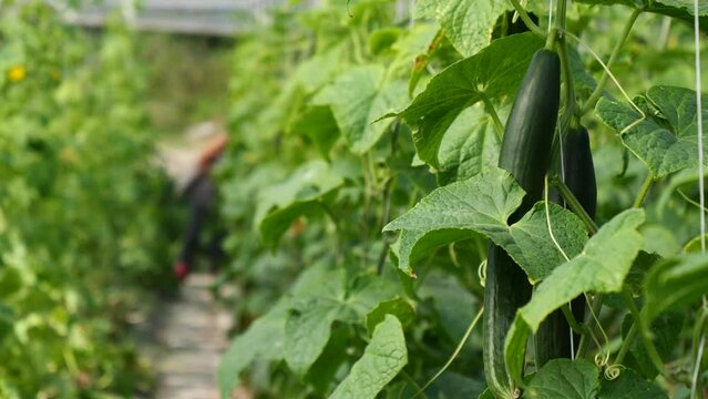 woman gardener pick organic cucumber in the  vegetable greenhouse