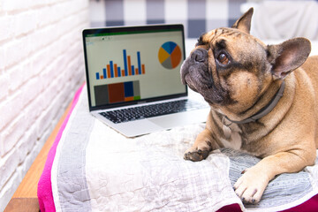 french bulldog next to a laptop with a spreadsheet. Data analysis, office work