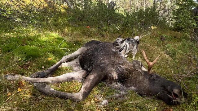Norwegian moose dog celebrates a successful hunt by nibbling fur from the moose. The dog also makes sure that no one comes close to the prey