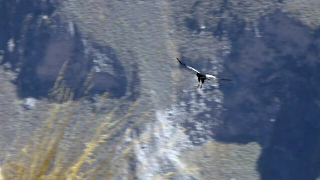 A condor flying low in the Colca Canyon. Arequipa, Peru