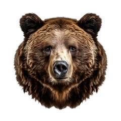 bear face shot isolated on transparent background cutout 