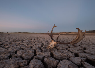  deer skull in the dry soil due to drought, Bacino asciutto del Cuga, Ittiri.