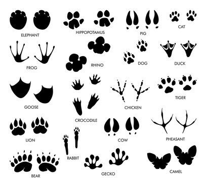 Animals feet tracks set with name. Black paw walking feet silhouette or footprints. Trace step imprints isolated on white. Walking tracks paws illustration