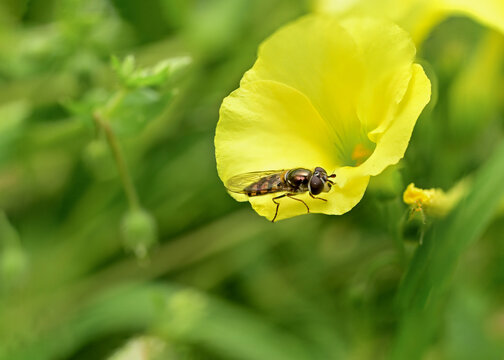 Macro HoverFly On Flower