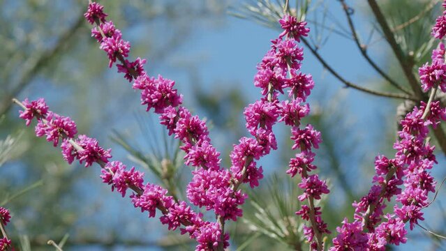 Cercis Siliquastrum In Bloom. Beautiful Redbud Tree Blooming In Pink And Purple Tones Branches. Selective focus.