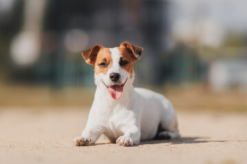 Happy Jack Russell Terrier's little dog on a run in the park - obrazy, fototapety, plakaty
