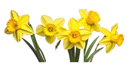 daffodil flowers isolated on a white background with a clipping path included