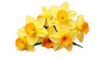 Obraz na płótnie Canvas daffodil flowers isolated on a white background with a clipping path included