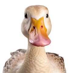 duck face shot isolated on transparent background cutout