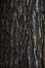 bark of a tree texture