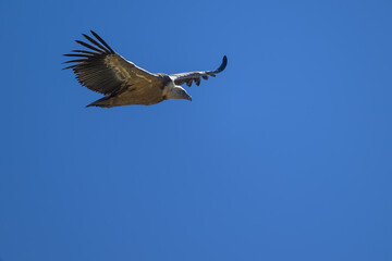 Buitre leonado en la Sierra de Guadarrama