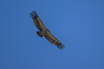 Buitre leonado en la Sierra de Guadarrama
